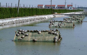 甲魚養殖