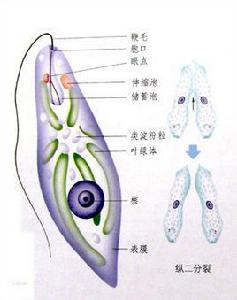 缺壁細胞