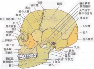 腦顱骨