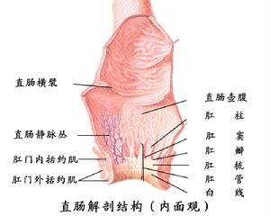 新生兒肛門和直腸畸形