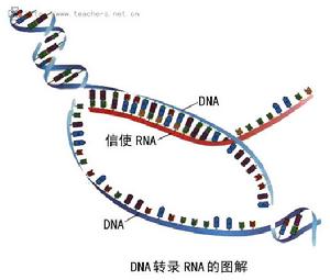 糖皮質激素受體