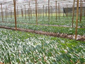 金山生態茶葉觀光園