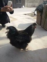 黑鳳雞苗