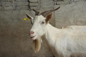 務川白山羊 務川白山羊