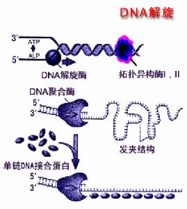 哌乙酸三氮萘