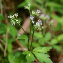 卵萼變豆菜（新變種）