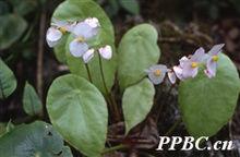 昌感秋海棠 Begonia cavaleriei