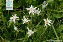 Edelweiss