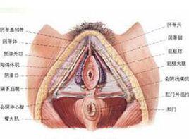 外陰壓痛