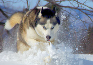 Siberian Husky