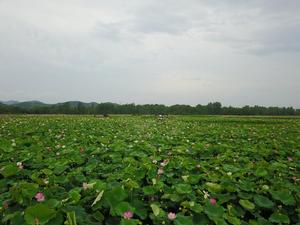 夏陽村[湖南省永州市珠山鎮夏陽村]