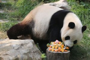 心心熊貓