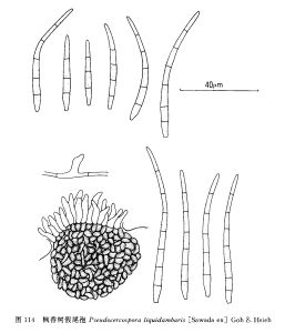 楓香樹假尾孢