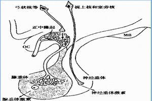 成人腺垂體功能減退症