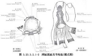 第一跖趾關節