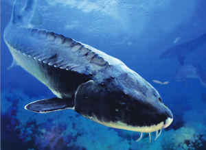 Dabry's sturgeon