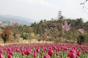 景區風景展示