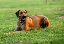 非洲 獵獅犬