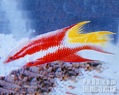 美普提魚