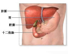 （圖）老年人膽囊癌