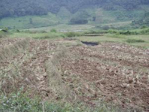 曼帕村-耕地(水田)