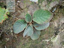 石上蓮（中國植物圖像庫）