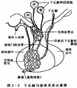 丘腦下部損傷