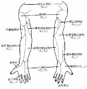 臂叢神經根支分布