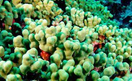 迪尤爾登濱珊瑚
