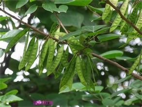 無梗釣樟（變種）