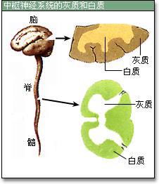 灰質[中樞神經系統的組成部分]