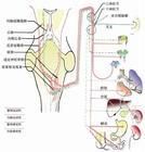 下運動神經元