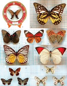 馬恩沛採集蝴蝶 標本