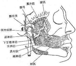 咽後間隙