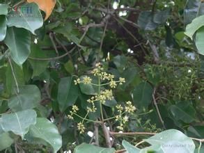 長萼烏墨（變種）