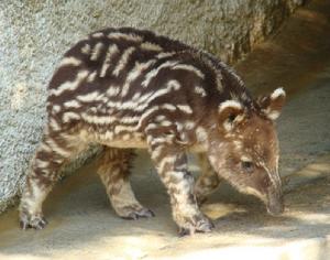 山地貘 Tapirus pinchaque-幼年白色條紋和斑點逐漸褪色，從啡色外套達到成人著色約一歲。