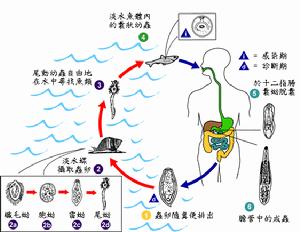 （圖）中華肝吸蟲的生活史