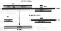 燕麥病毒屬