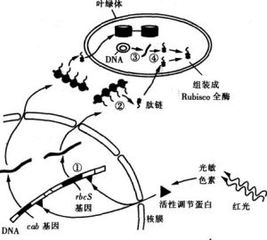 光敏色素