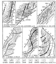 鼻狀構造