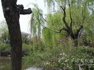 上海奧林匹克花園三期