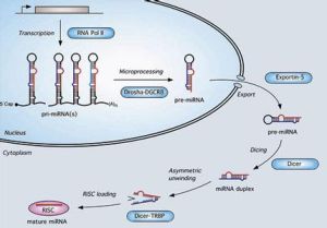 microRNA