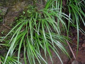 石菖蒲類植物