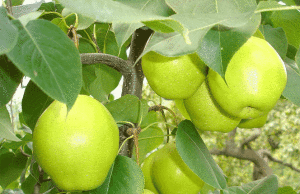 新疆庫爾勒香梨