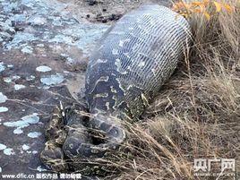 南非巨蟒吞食刺蝟遭刺戳穿致死