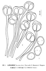 光滑柄鏽菌