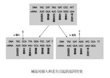 移碼突變範例