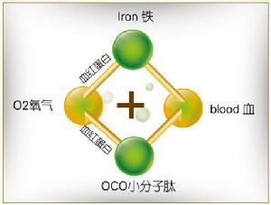 鐵、血、氧、小分子肽關係示意圖