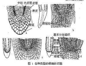 初生分生組織