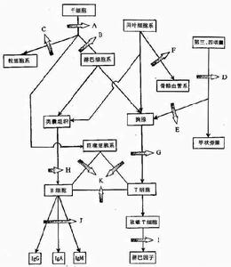 （圖）原發性皮膚B細胞淋巴瘤